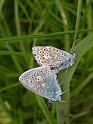 Common blue mating pair - B